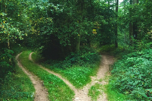 Wooded trail that splits into two paths.