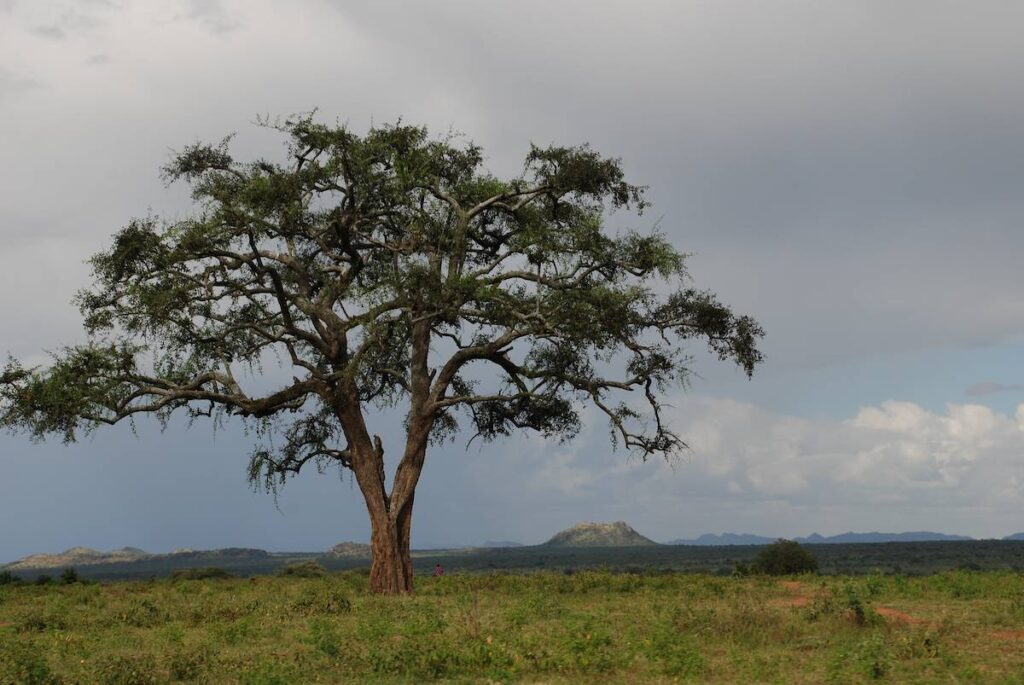 Landscape with tree in Uganda.