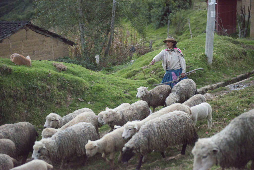 A woman herding sheep down a mountain
