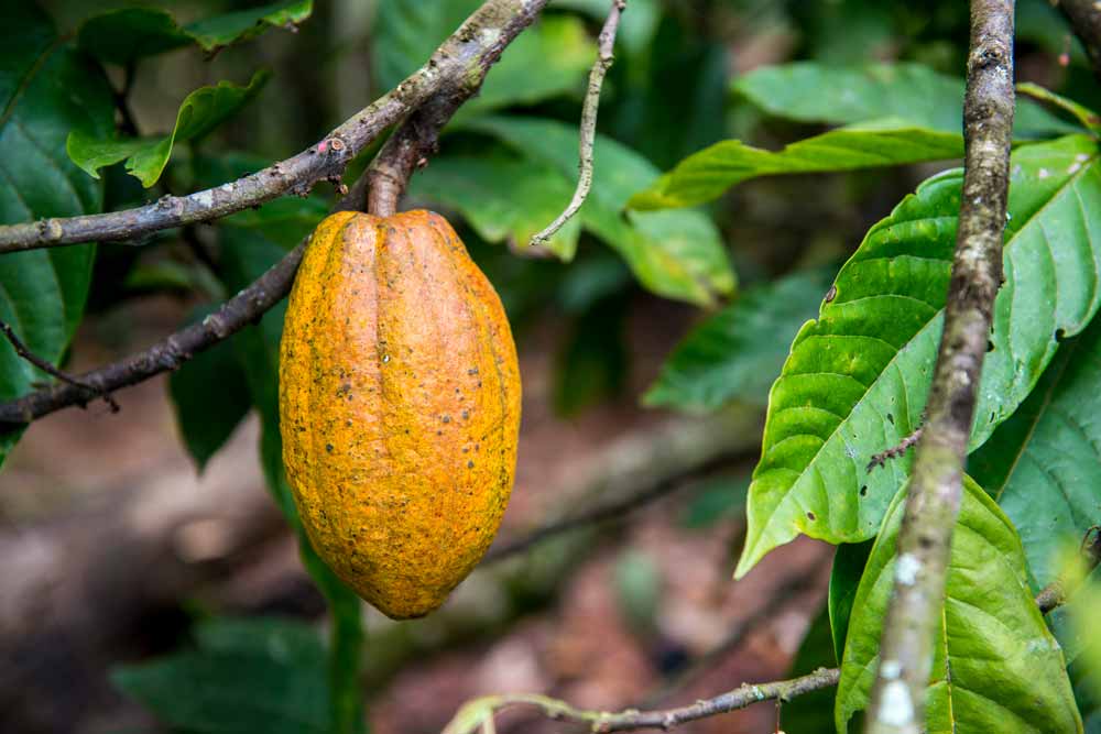 cocoa tree branch
